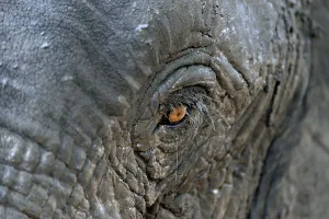 African bush elephant (Loxodohnta africana), eye, Mana Pools National Park, Mashonaland West, Zimbabwe, Africa