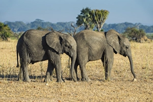 African bush elephant, (Loxodonta africana), two young grazing on dry grassland, Liwonde National Park, Malawi, Africa