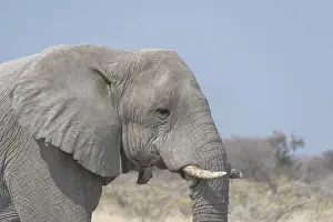 African Bush Elephant (Loxodonta africana)