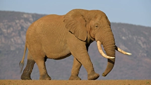 African bush elephant (Loxodonta africana)