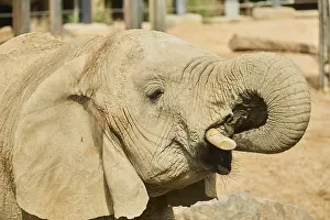 African bush elephant (Loxodonta africana)