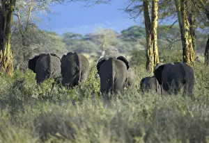 African Bush Elephant (Loxodonta africana)