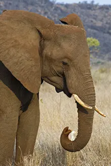 African bush elephant (Loxodonta africana)