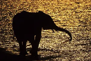 African Bush Elephant (Loxodonta africana)