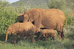 African Bush Elephant (Loxodonta africana)