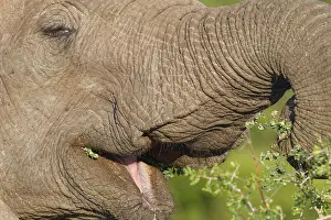 African bush elephant (Loxodonta africana)