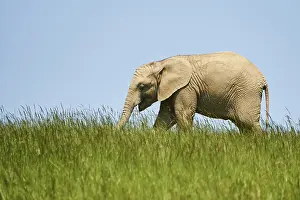 African bush elephant (Loxodonta africana) calf