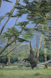 African Bush Elephant (Loxodonta africana) feeding on an acacia tree