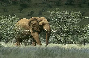 African Bush Elephant (Loxodonta africana) near Sesfontein