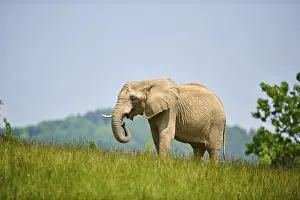 African bush elephant (Loxodonta africana) standing on a meadow