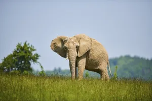 African bush elephant (Loxodonta africana) standing on a meadow