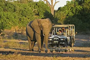 African Bush Elephant (Loxodonta africana) standing in front of a tourist jeep