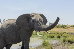 African bush elephant (Loxodonta africana) with trunk raised