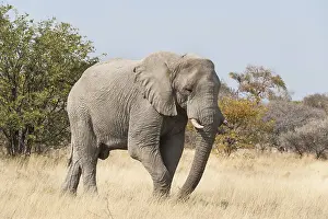 African Bush Elephant (Loxodonta africana) walking through dry grass