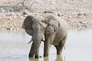 African Bush Elephant (Loxodonta africana) at a waterhole