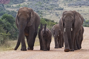 African bush elephants (Loxodonta africana)
