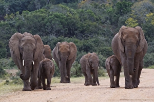 African bush elephants (Loxodonta africana)