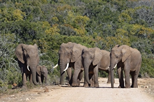 African bush elephants (Loxodonta africana)