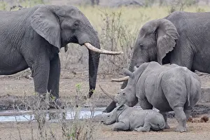 African bush elephants (Loxodonta africana)