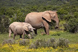 African bush elephants (Loxodonta africana)