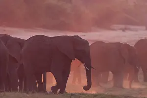 African Bush Elephants (Loxodonta africana)