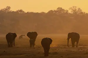 African Bush Elephants (Loxodonta africana)