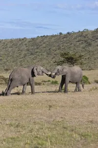 African Bush Elephants (Loxodonta africana)