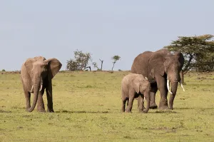 African bush elephants (Loxodonta africana)