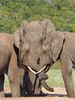 African bush elephants (Loxodonta africana)