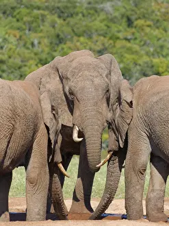 African bush elephants (Loxodonta africana)