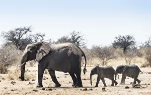 African Bush Elephants (Loxodonta africana)