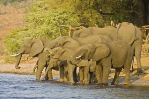 African Bush Elephants (Loxodonta africana) drinking water