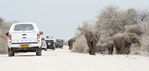African bush elephants (Loxodonta Africana) on road alongside cars