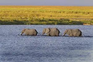 African Bush Elephants (Loxodonta africana) walking in a row through the water