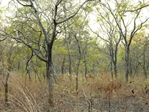 African bush landscape