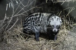 African civet (Civettictis civetta) at night