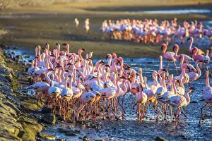 African coast of the Atlantic. Huge colony of pink flamingos