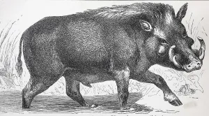 African common warthog (Phacochoerus africanus)