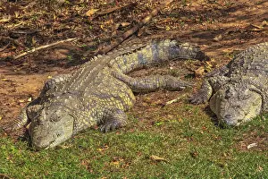 Two African Crocodiles species Crocodylus Niloticus