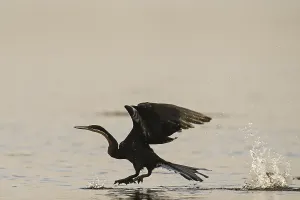 African Darter (Anhinga rufa), Moremi Game Reserve