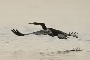 African Darter (Anhinga rufa), Moremi Game Reserve