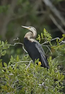 African Darter (Anhinga rufa rufa)
