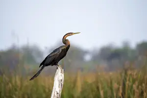 African Darter (Anhinga rufa) sitting on a dead tree