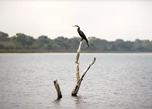 African Darter (Anhinga rufa) sitting on a dead tree in the river