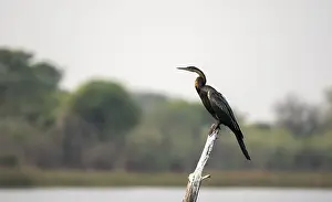 African Darter (Anhinga rufa) sitting on a dead tree in the river