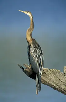 African Darter or Snakebird (Anhinga rufa)