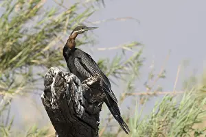 African Darter or Snakebird (Anhinga rufa)