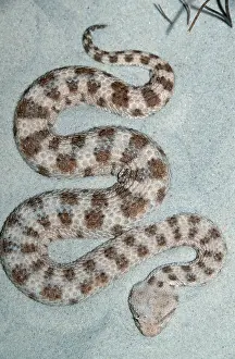 African Desert Horned Viper (Cerastes cerastes)