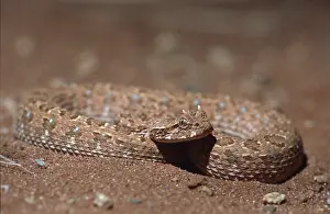 African Desert Horned Viper, Namib desert