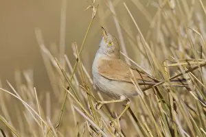 African Desert Warbler - Saharagrasmuecke - Sylvia deserti